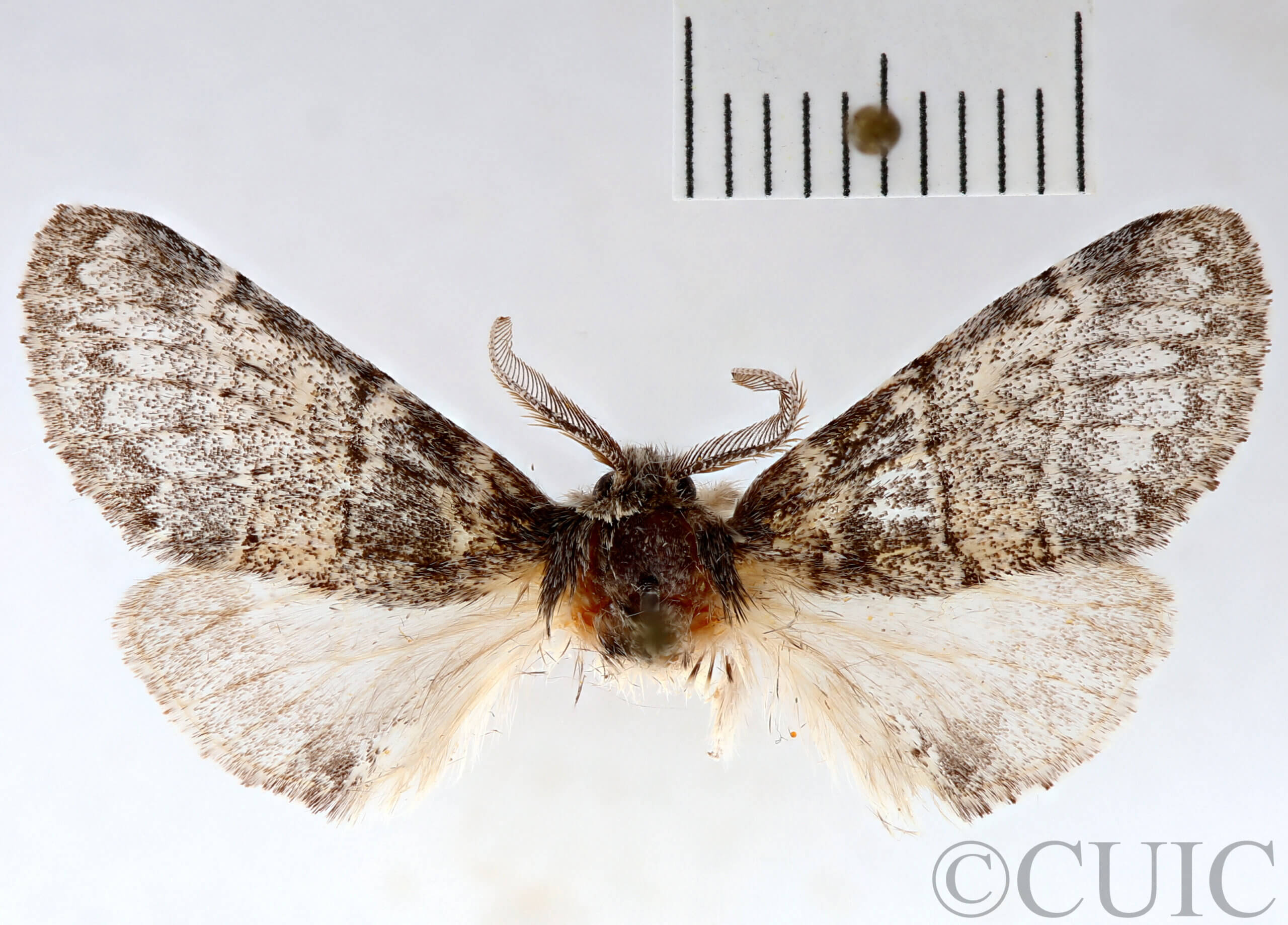 dorsal view of adult Gluphisia wrightii