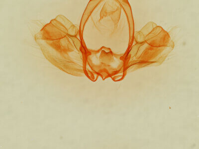 genitalia view of adult Gluphisia wrightii