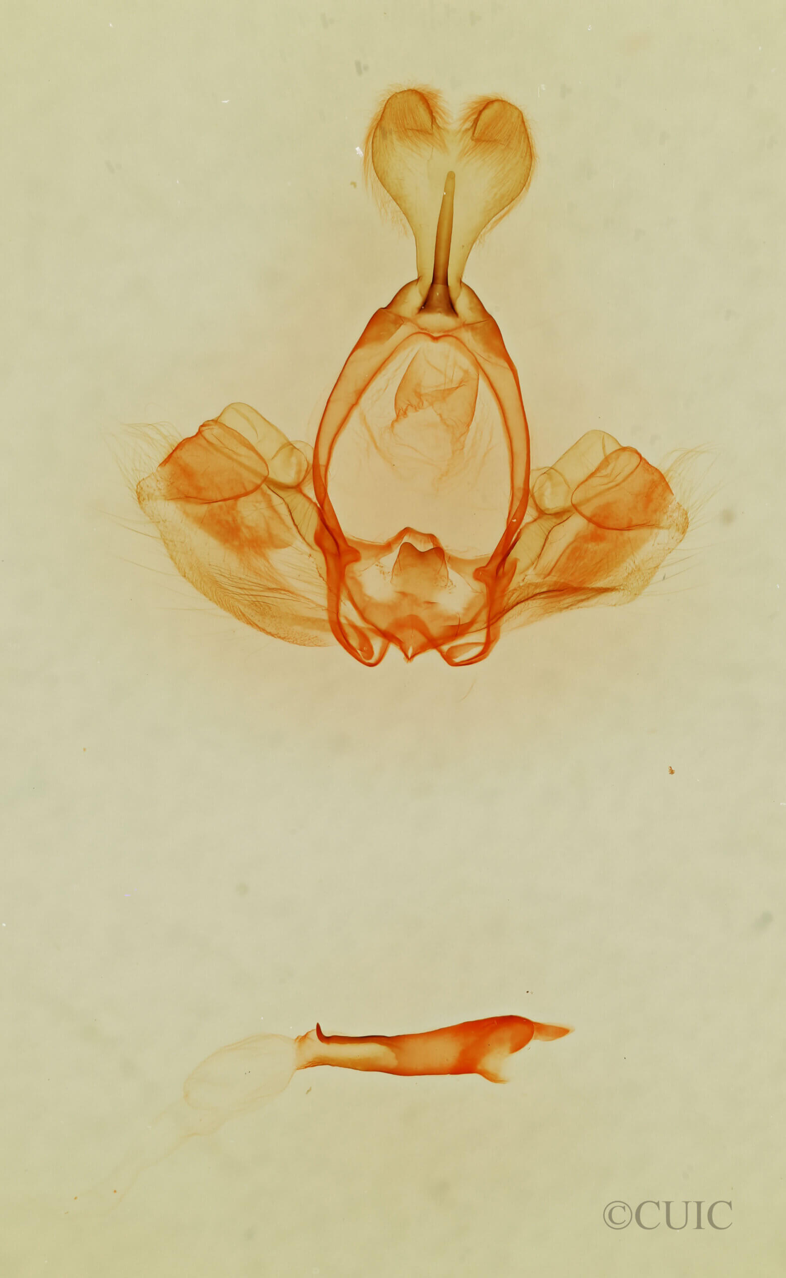 genitalia view of adult Gluphisia wrightii