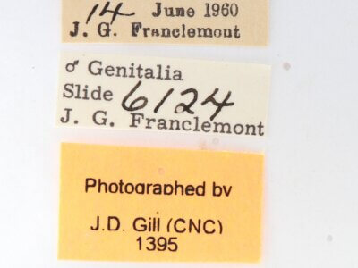 label view of adult Gluphisia wrightii