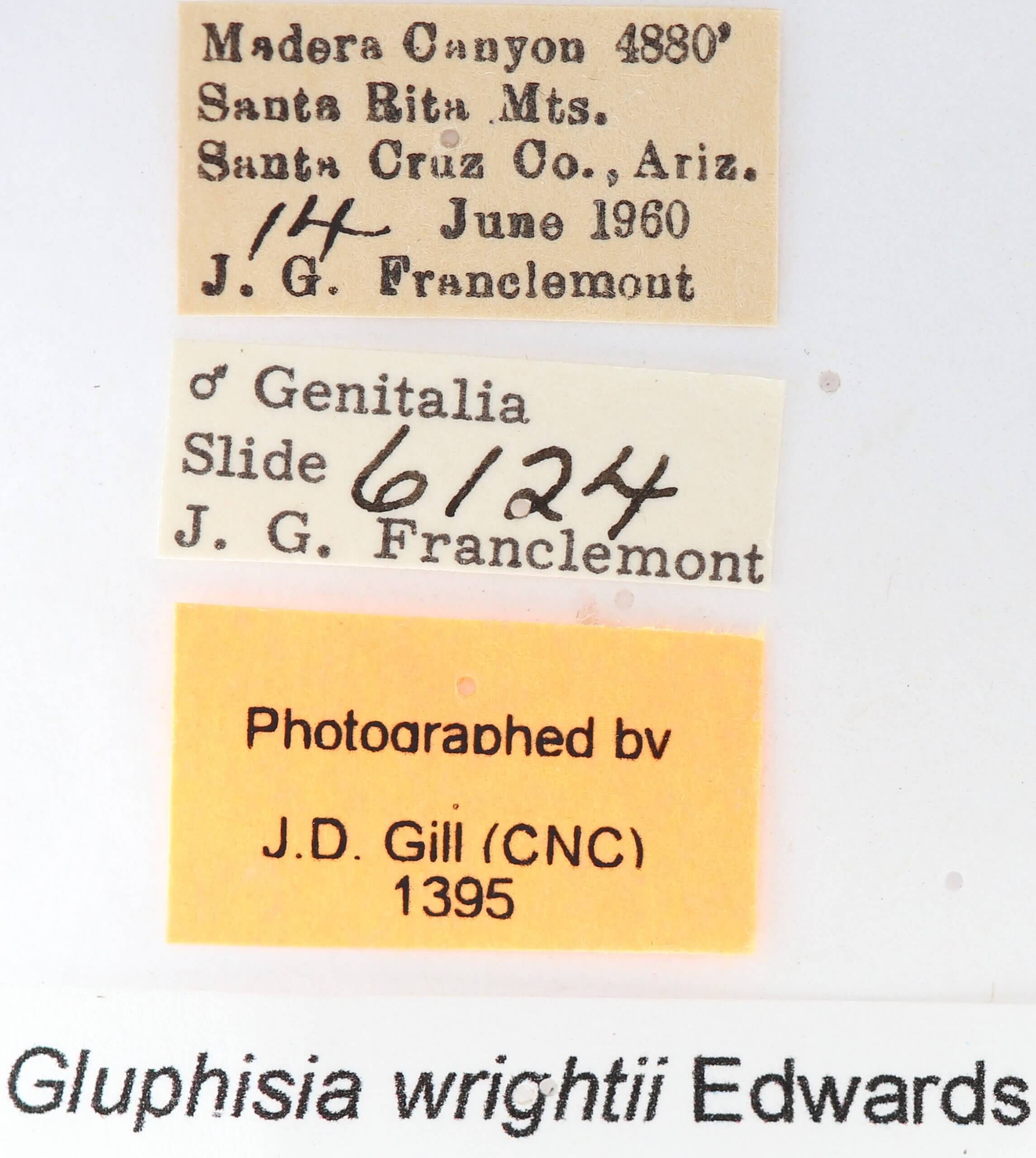 label view of adult Gluphisia wrightii