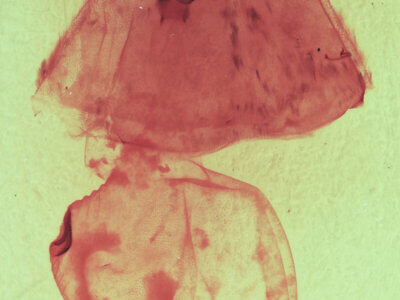 genitalia view of adult Gluphisia wrightii