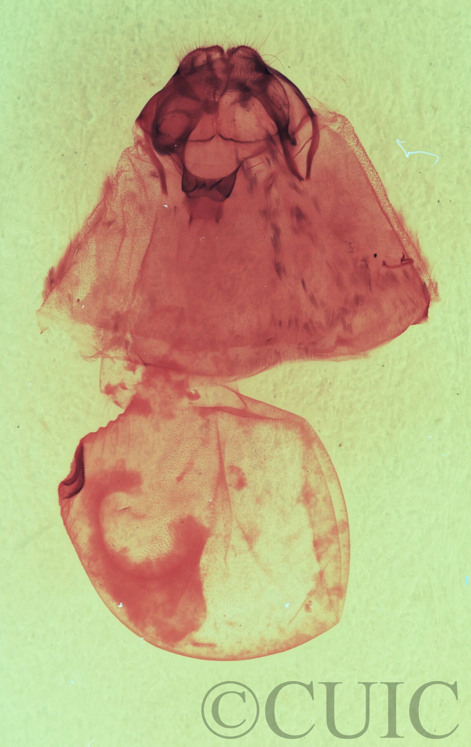 genitalia view of adult Gluphisia wrightii