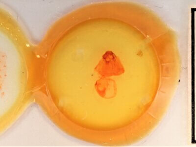 slide view of adult Gluphisia wrightii