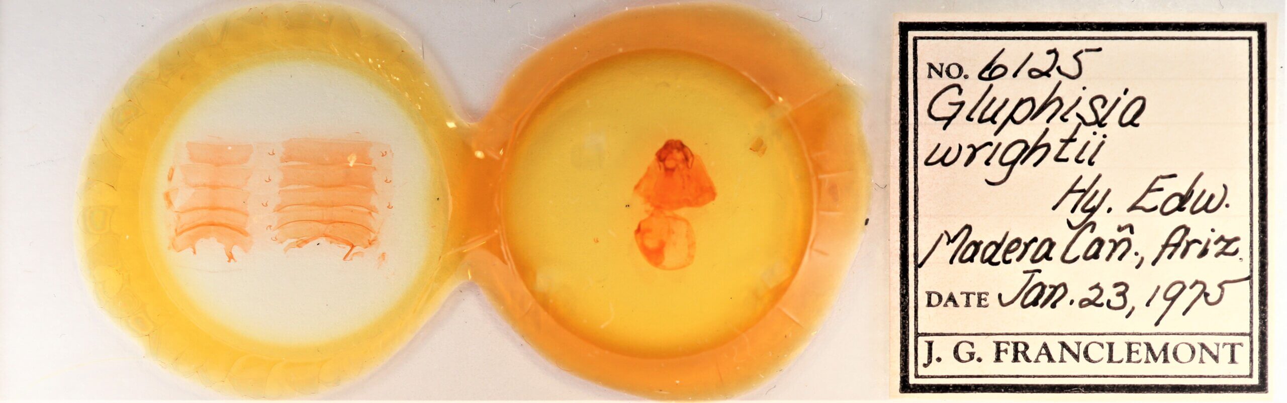 slide view of adult Gluphisia wrightii