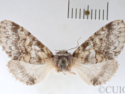 dorsal view of adult Gluphisia wrightii