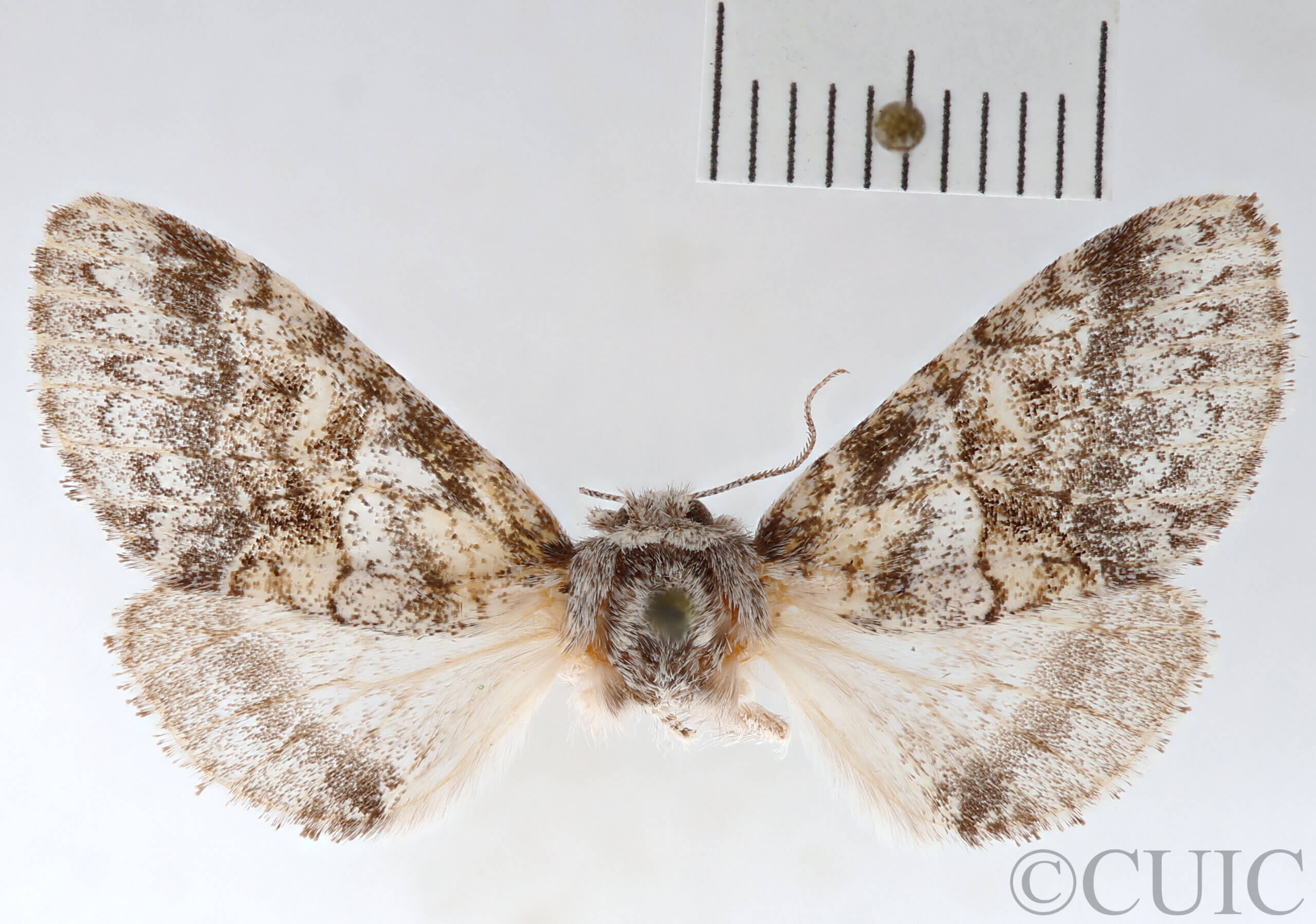 dorsal view of adult Gluphisia wrightii