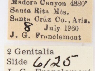 label view of adult Gluphisia wrightii