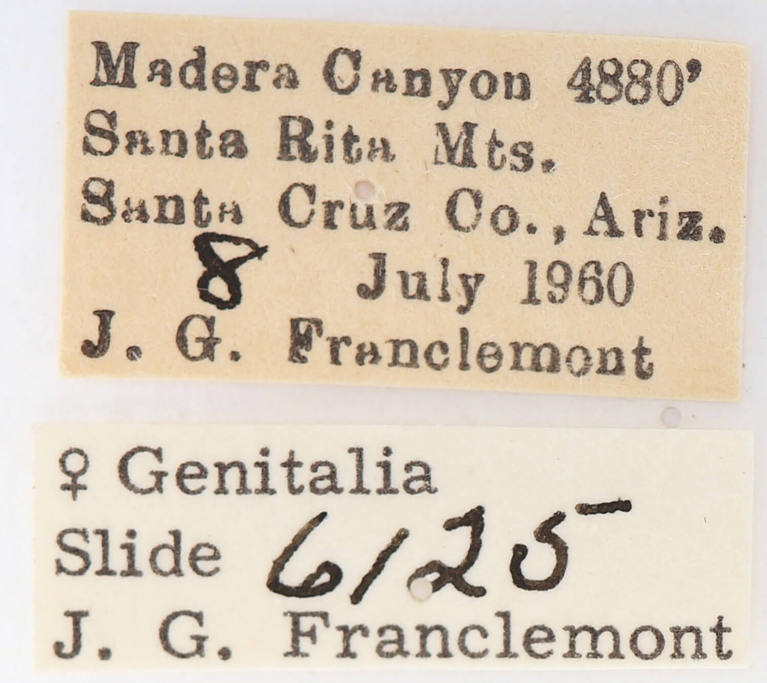 label view of adult Gluphisia wrightii