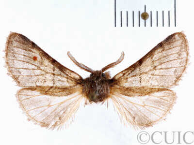 dorsal view of adult Gluphisia septentrionis