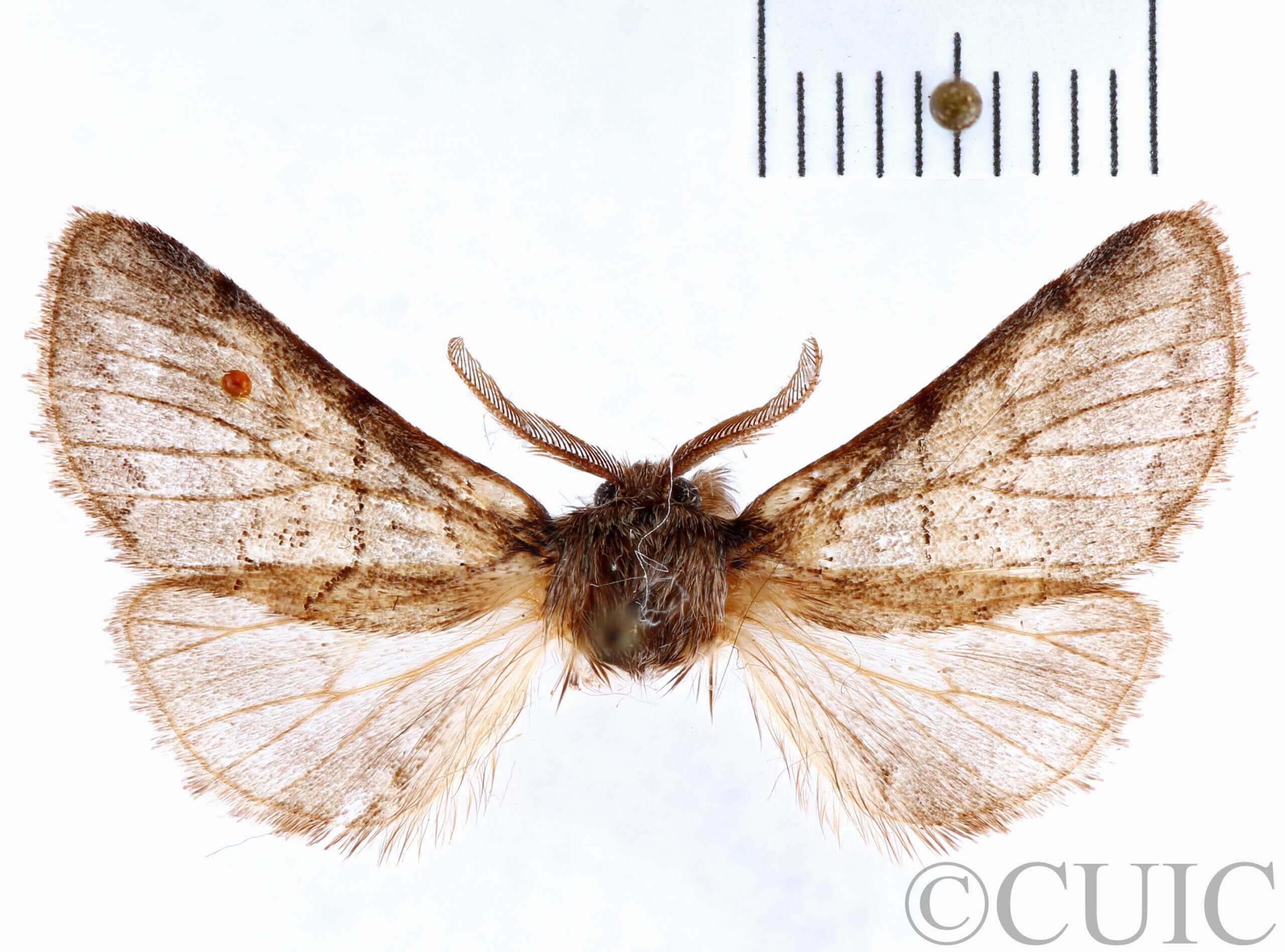 dorsal view of adult Gluphisia septentrionis