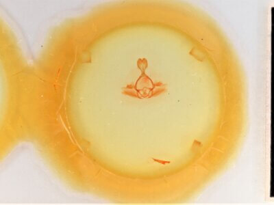 slide view of adult Gluphisia septentrionis