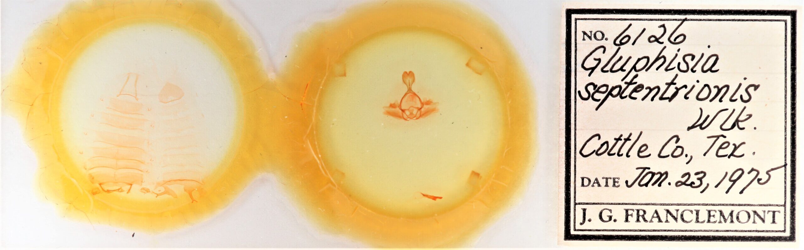 slide view of adult Gluphisia septentrionis