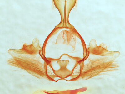 genitalia view of Gluphisia septentrionis