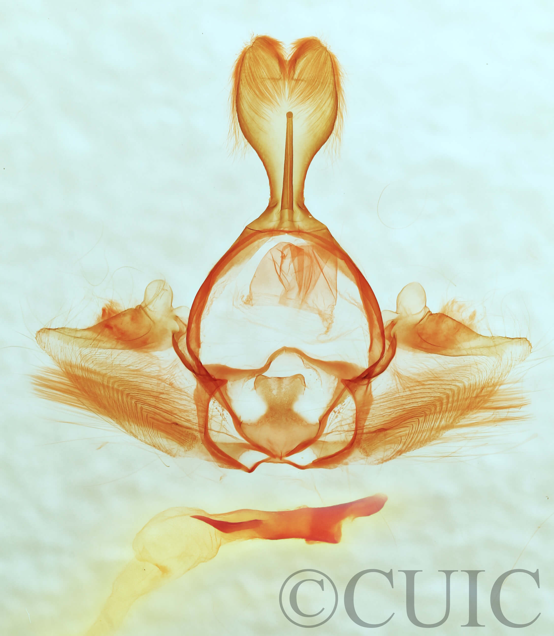 genitalia view of Gluphisia septentrionis