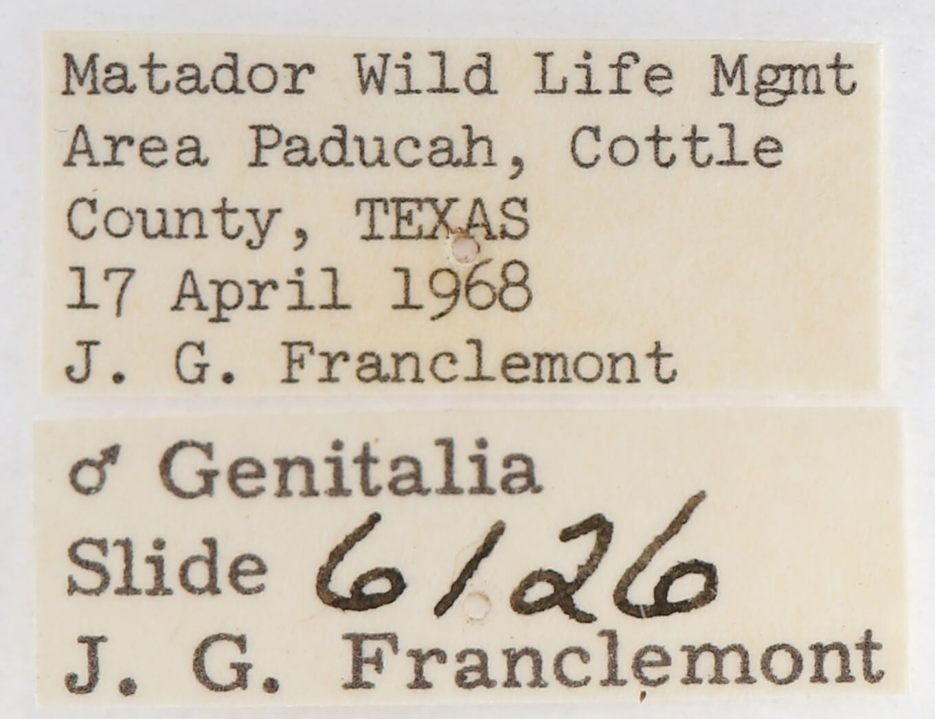 label view of adult Gluphisia septentrionis