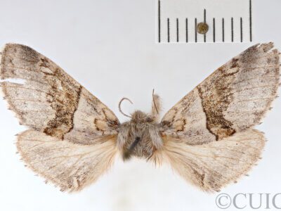 dorsal view of adult Gluphisia septentrionis