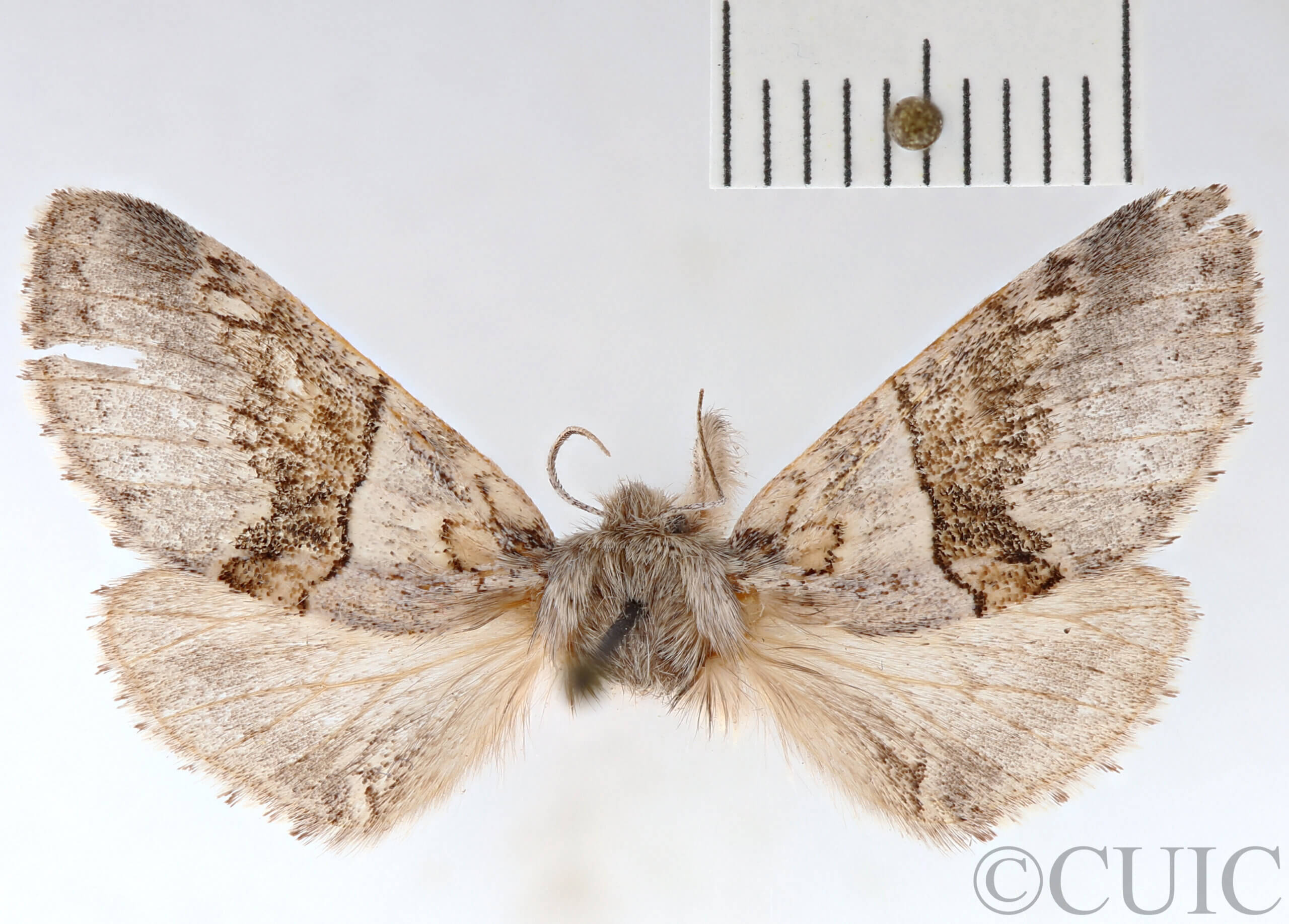 dorsal view of adult Gluphisia septentrionis