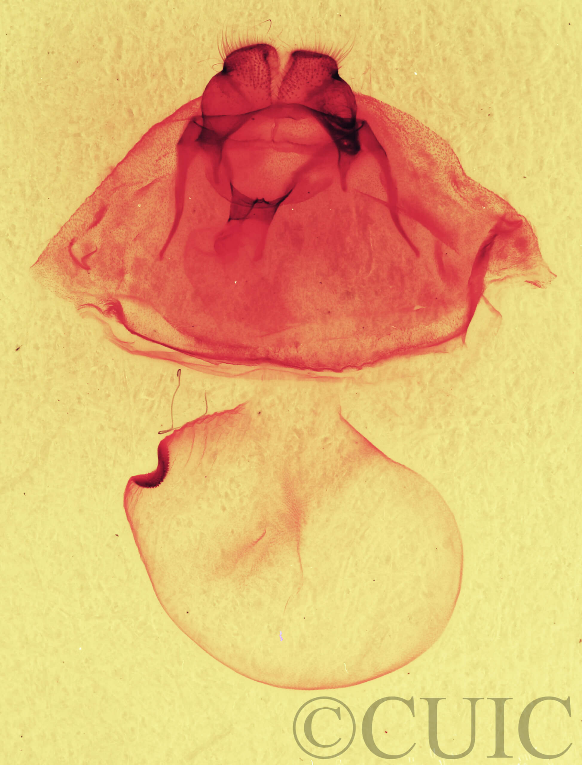 genitalia view of adult Gluphisia septentrionis