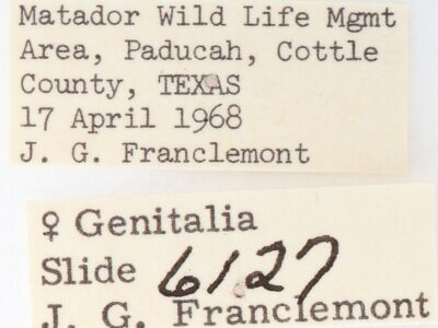 label view of adult Gluphisia septentrionis