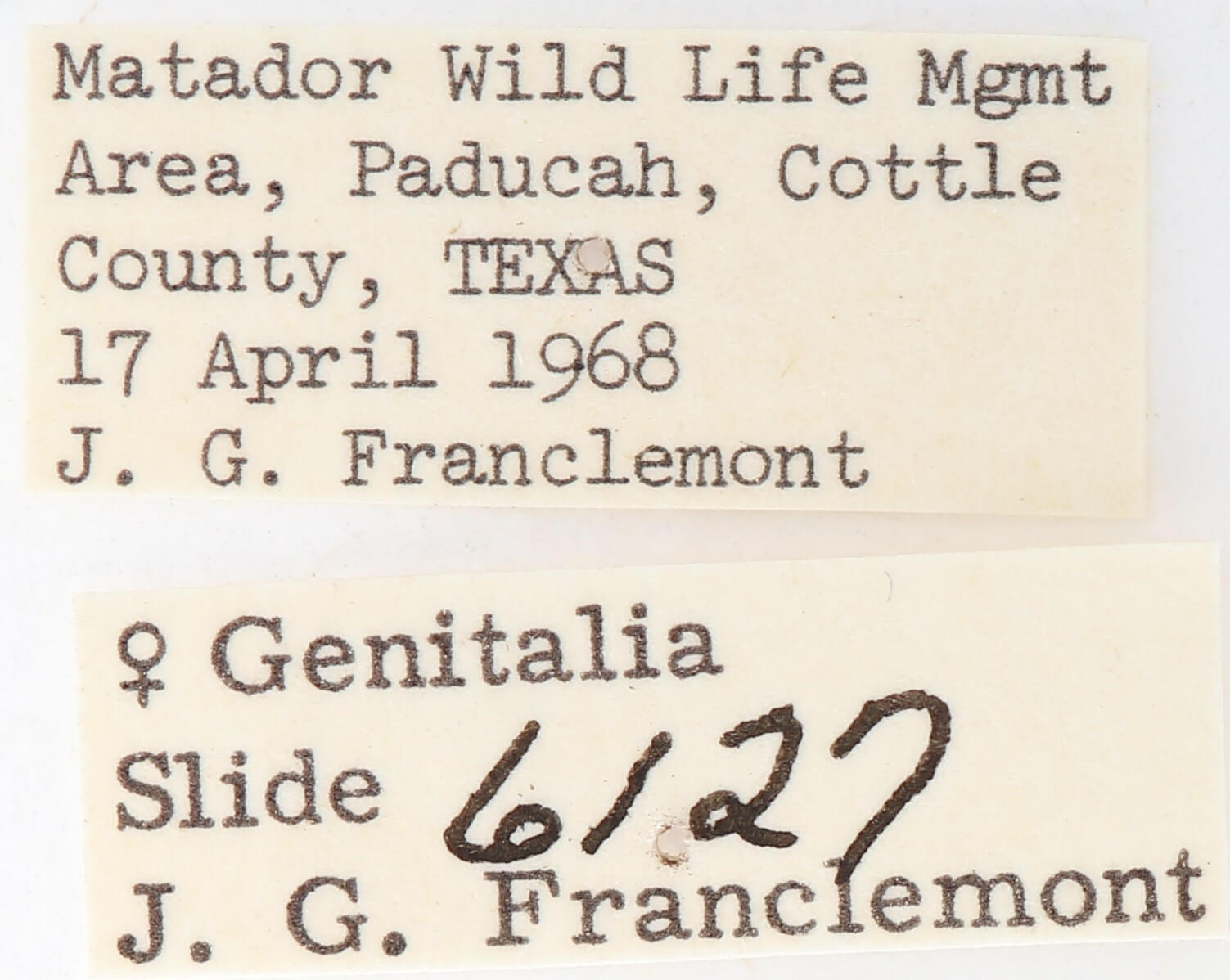 label view of adult Gluphisia septentrionis