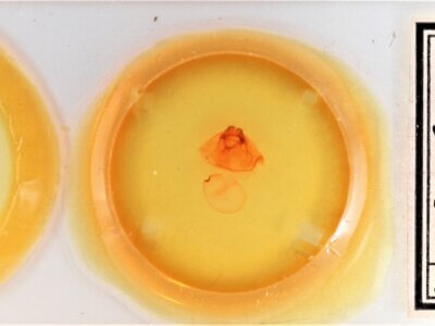 slide view of adult Gluphisia septentrionis