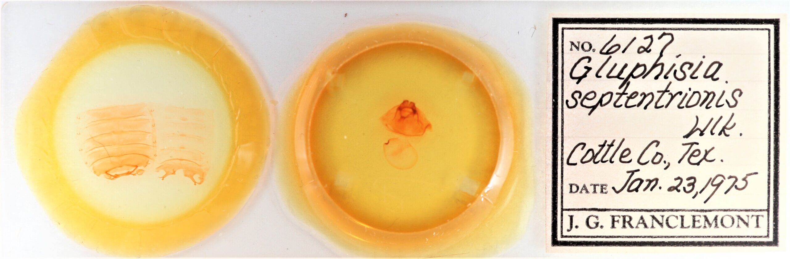 slide view of adult Gluphisia septentrionis