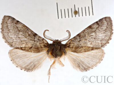 dorsal view of adult Gluphisia septentrionis