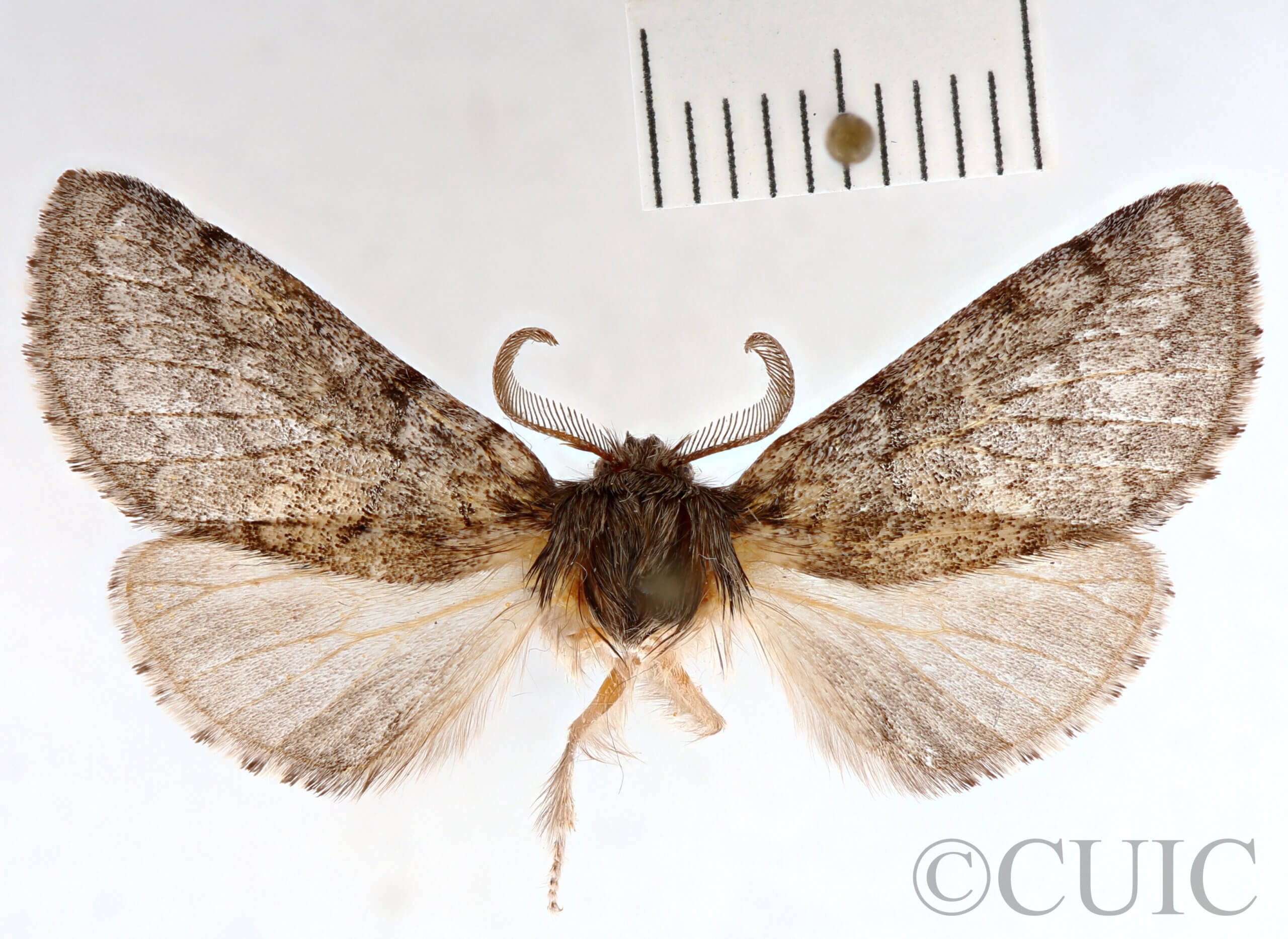 dorsal view of adult Gluphisia septentrionis