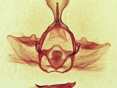 genitalia view of adult Gluphisia septentrionis