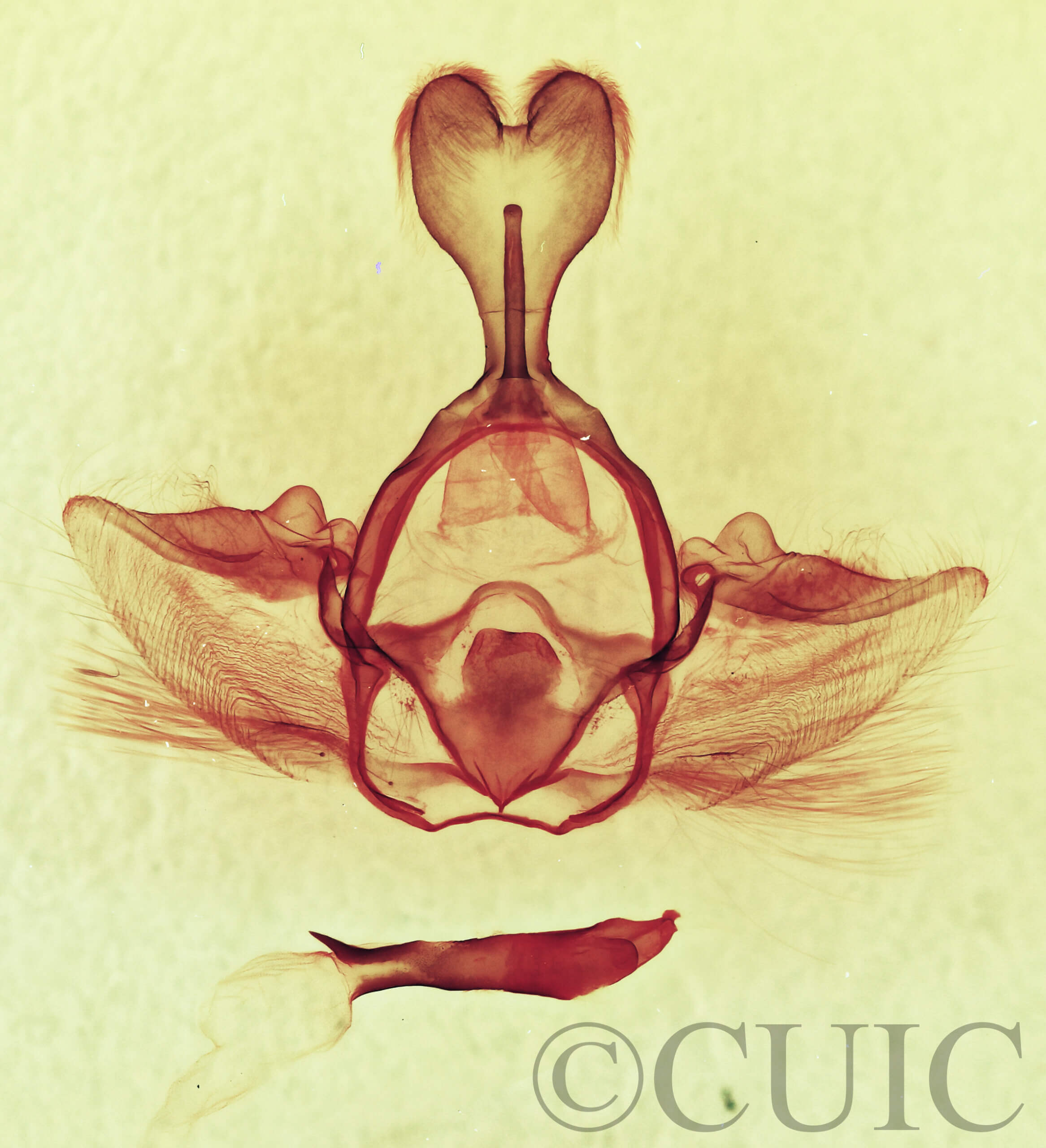 genitalia view of adult Gluphisia septentrionis