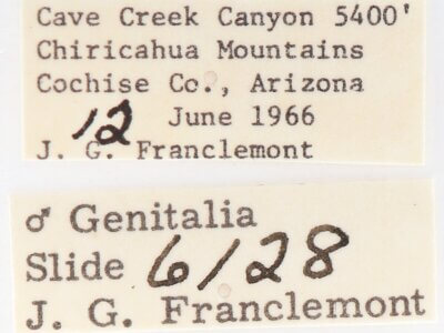 label view of adult Gluphisia septentrionis