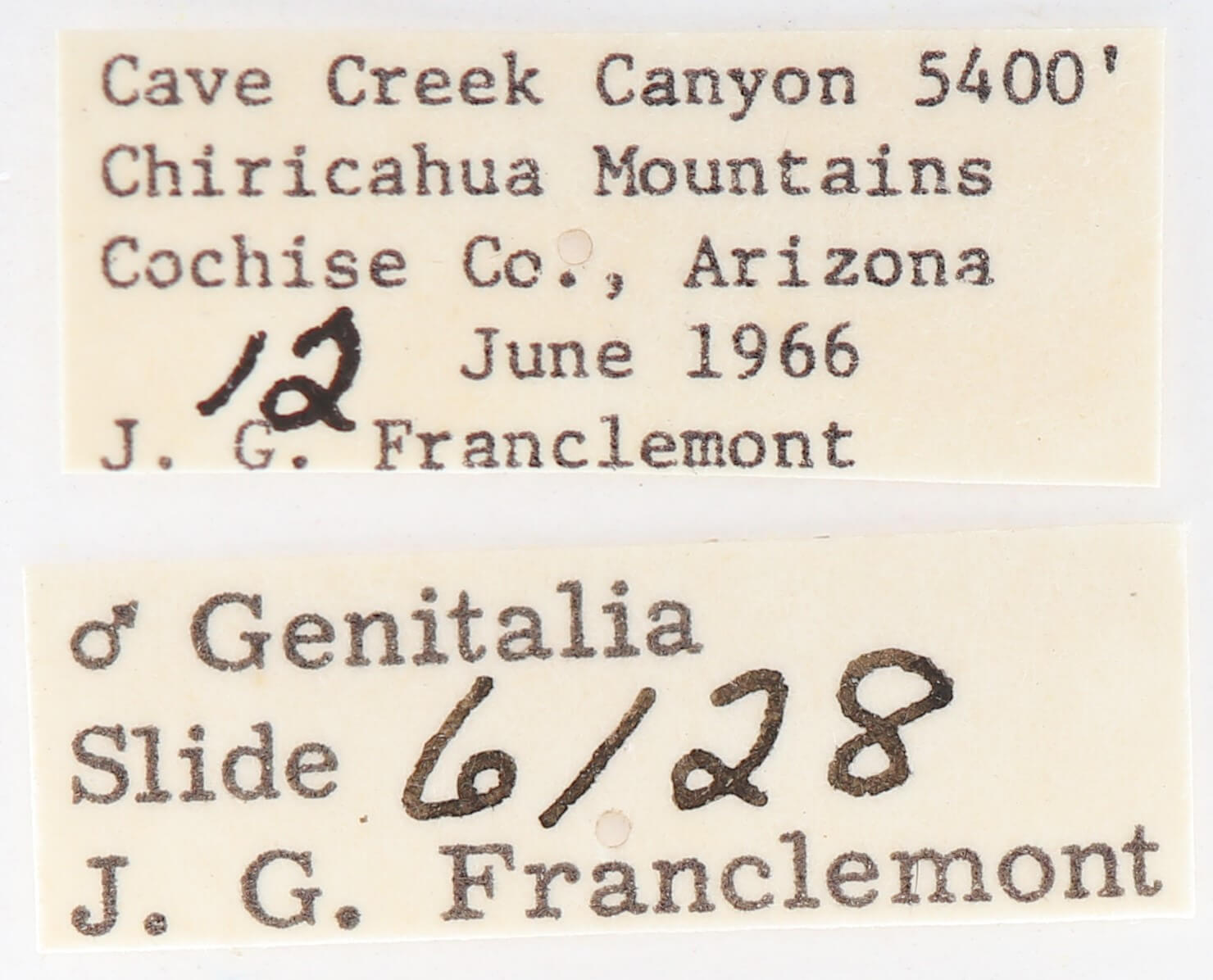 label view of adult Gluphisia septentrionis