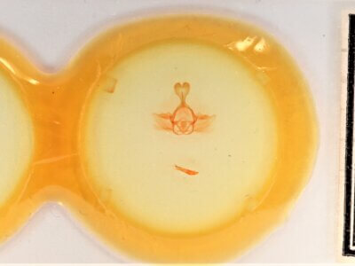 slide view of adult Gluphisia septentrionis