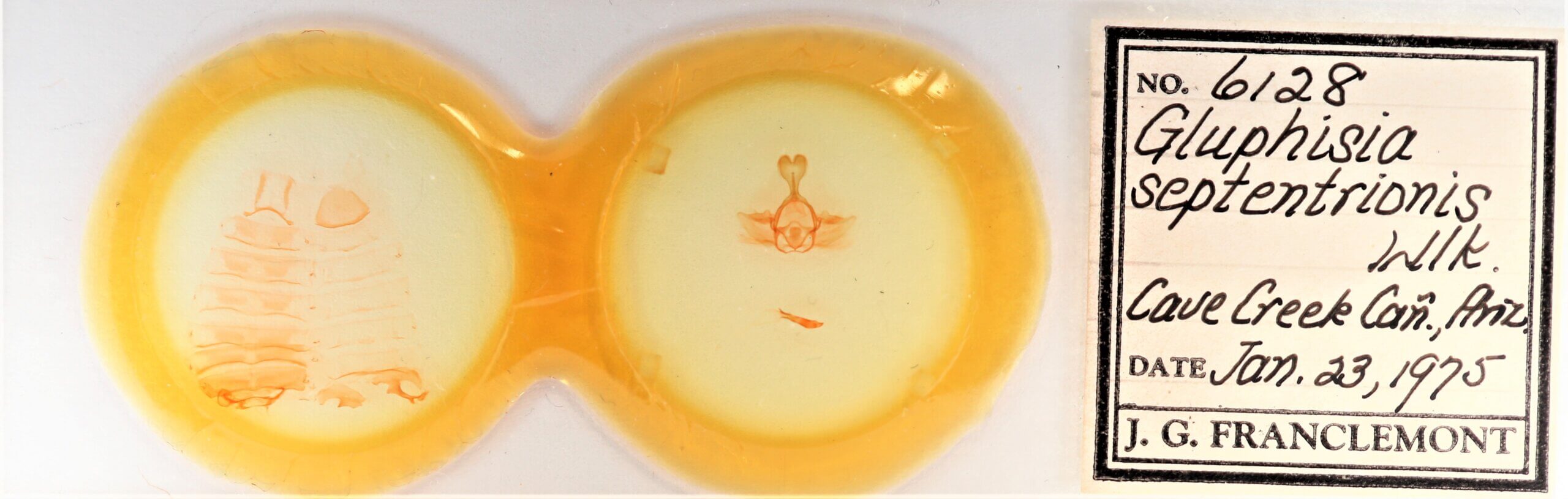 slide view of adult Gluphisia septentrionis