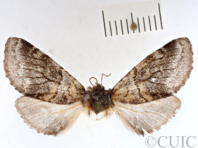 dorsal view of adult Gluphisia septentrionis