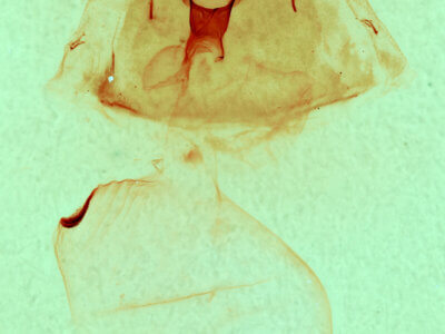 genitalia view of adult Gluphisia septentrionis