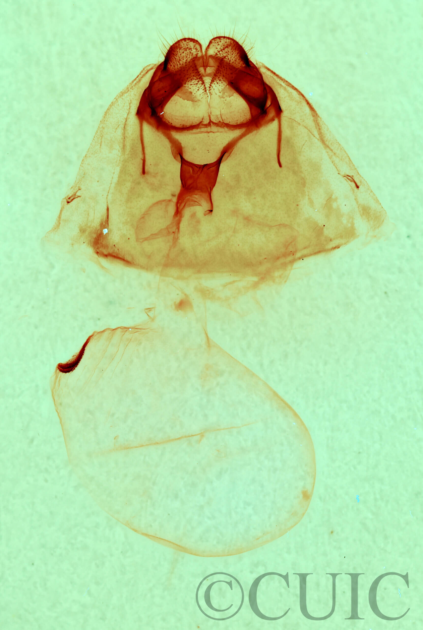 genitalia view of adult Gluphisia septentrionis