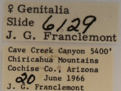 label view of adult Gluphisia septentrionis