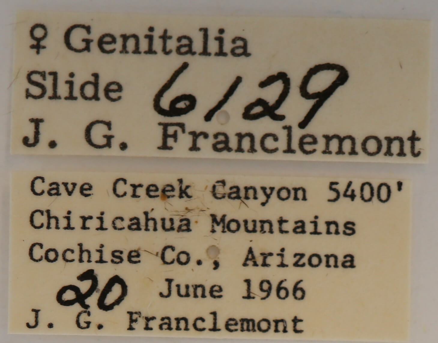 label view of adult Gluphisia septentrionis