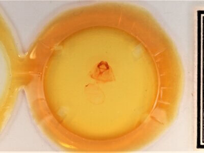 slide view of adult Gluphisia septentrionis