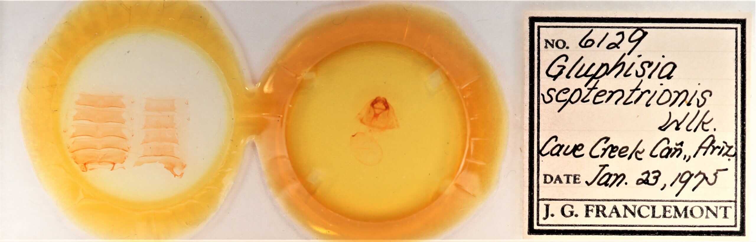 slide view of adult Gluphisia septentrionis