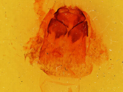 genitalia view of adult Gluphisia linteri