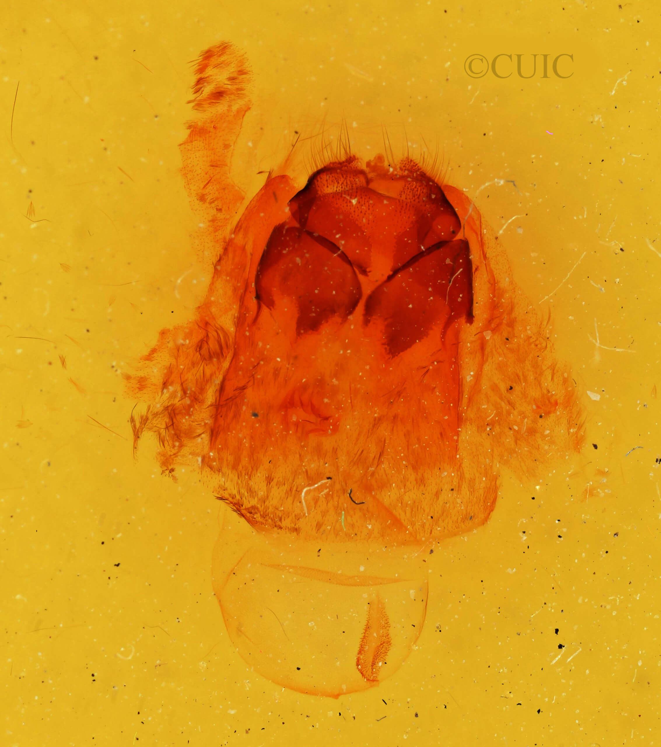 genitalia view of adult Gluphisia linteri