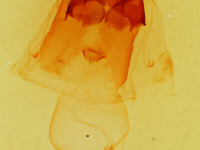 genitalia view of adult Gluphisia avimacula