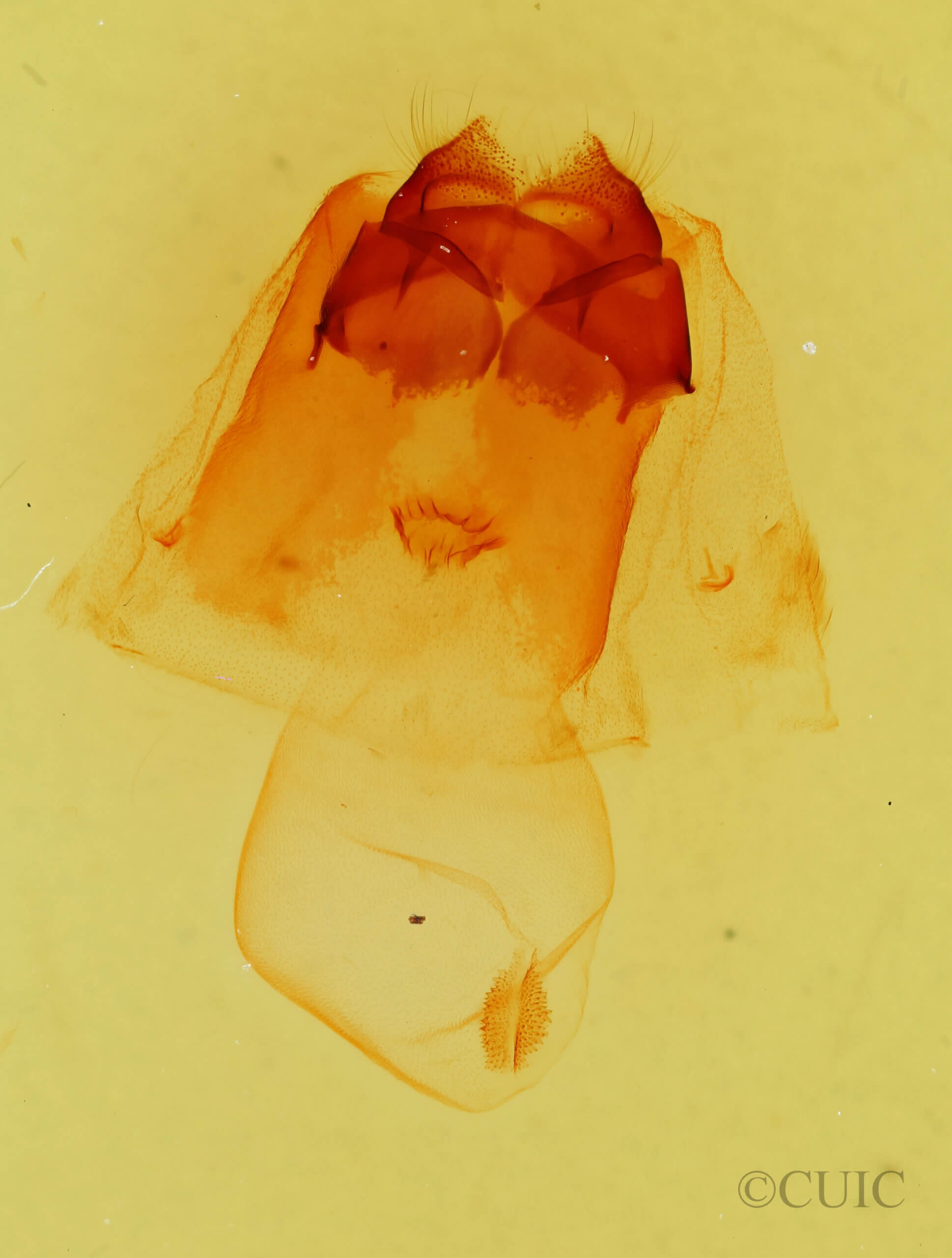 genitalia view of adult Gluphisia avimacula