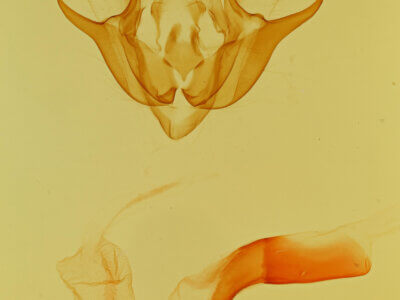 genitalia view of adult Euxoa stigmatalis