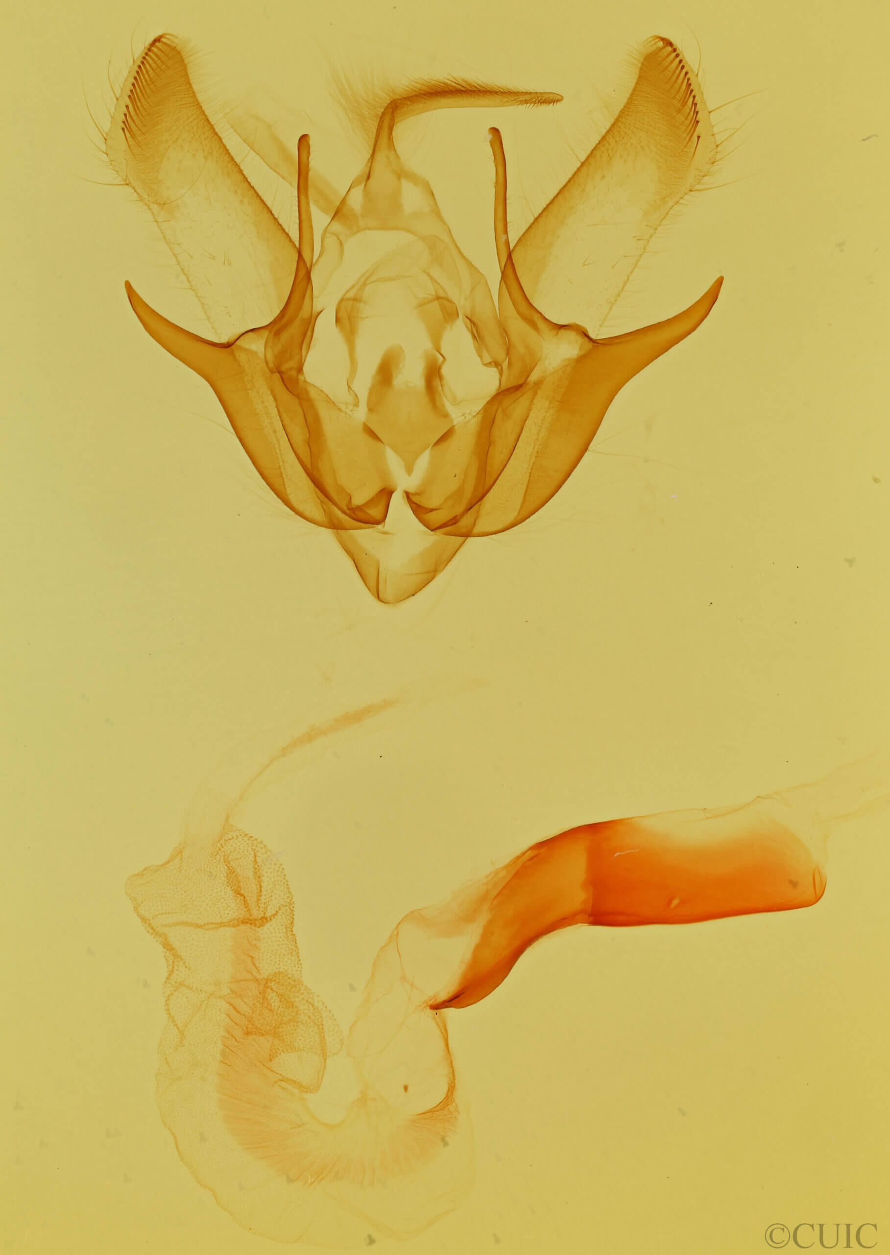 genitalia view of adult Euxoa stigmatalis