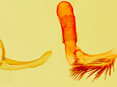 genitalia view of adult Datana diffidens