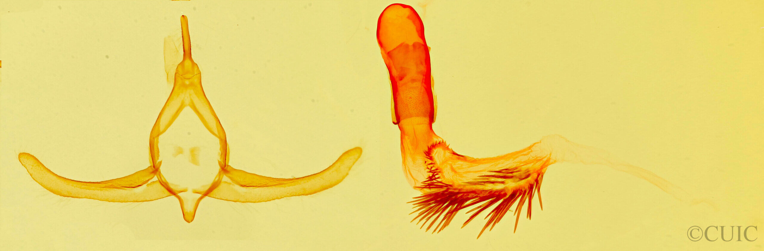 genitalia view of adult Datana diffidens